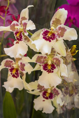 Flowers of white orchids with a purple pattern