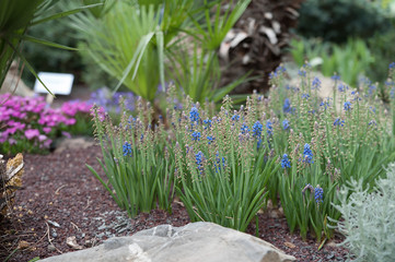 fiori