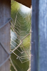 Netz im Holz