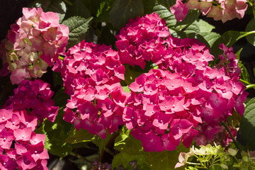 Pink hydrangea flowers against the background of green leaves are lit by the sun in the garden