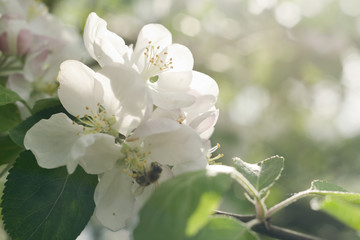 Kwiaty jabłoni, kwitnąca jabłoń