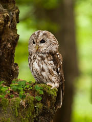 Portrait of young brown owl in forest - Strix aluco