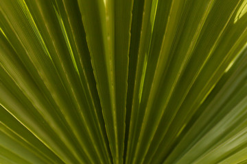 Striped of palm leaf abstract green texture background