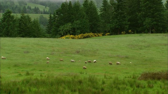 Grazing sheep in a green field