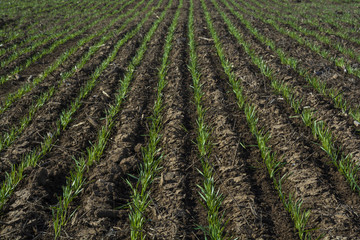 Abstracto, Green, LA PAMPA, PATAGONIA, 