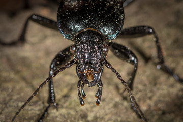 Portrait of a Bronze Carabid ground beetle in a forest near Vienna