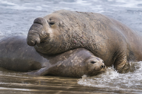 ゾウアザラシMサイズ ゾウアザラシMサイズ 体長が4.2メートルから5.8メートル（14