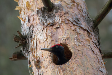Black woodpecker Dryocopus martius chopping hollow in pine tree for nest. European big bird shows spring breeding behavior
