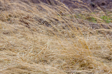 Dry grass in a wild field in spring in April
