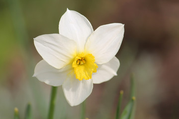 Daffodil flower with white petals and central yellow corona