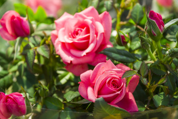 Pink roses in the garden