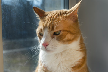 Very Serious Red Cat looking at you sitting on windowsill.