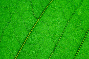 Green leaf on the skylight with veins, closeup.