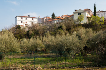 Fototapeta na wymiar Houses and olive grove of Beli on a sunny day in spring