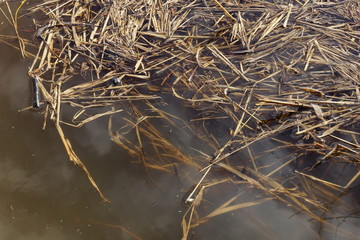 Fototapeta na wymiar dry grass in spring water