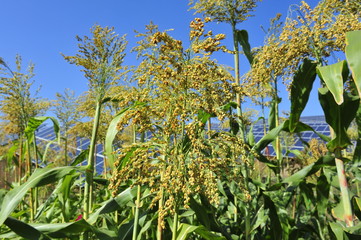 sorghum