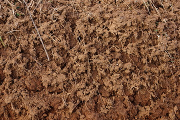 clay soil roots soil science