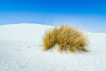 Grass in white sands