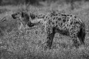 Hyena eating, South Africa