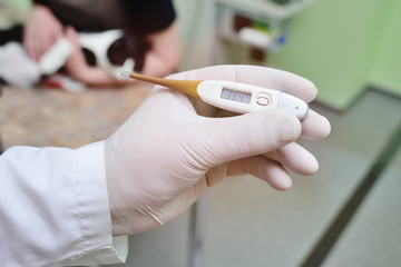 the doctor's vet measures the temperature of the cat in the veterinary clinic. Animal Health