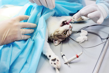 cat on surgical operating table in a veterinary clinic