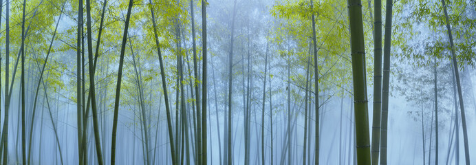 Bamboo forest in mist