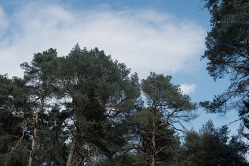 Lärchen vor dem Himmel