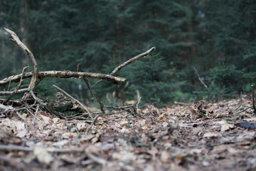 Zweige im Wald