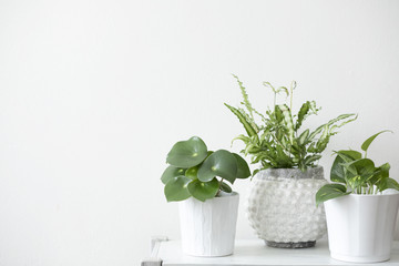 The minimalistic and modern home interior with plants and vintage sprinkler on the shelf. White background wall with copy space.
