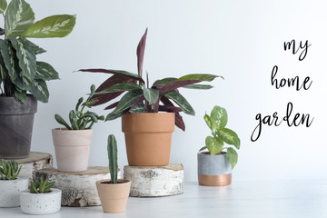 The modern scandinavian room of home garden filled a lot of plants in different design pots. Copy space on the white wall with inscription.