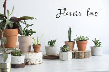 The modern interior of home garden filled a lot of plants in different design pots. Copy space on the white wall with inscription.