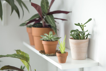 The modern room filled a lot of plants in red clay pots. Stylish composition of the shelf.