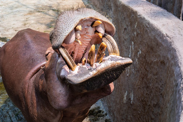 Hippopotamus zoo with wide open mouth waiting for food