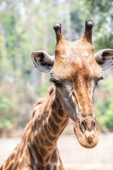 head giraffe in zoo