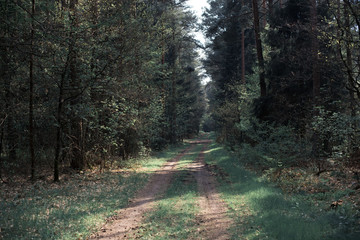 Waldweg