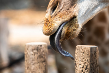 surprise giraffe long tongue