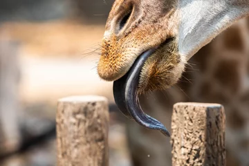 Crédence de cuisine en verre imprimé Girafe surprise giraffe long tongue