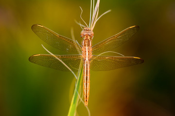 Dragonfly 