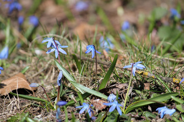 Blue flowers of Siberian squill or wood squill (Scilla siberica) in garden