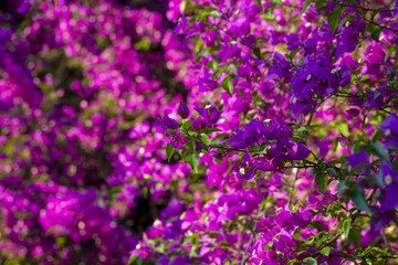 Fototapeta premium Flower - Stock Image