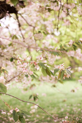 Pink sakura tree in blossom in the park