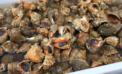 Many fresh conches
