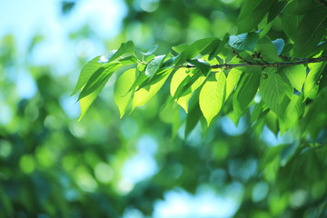 新緑　桜の葉