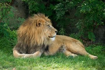 Lion