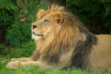 Lion
