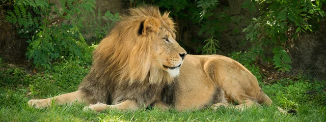 Plaid avec motif Lion Lion