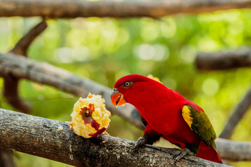 Chattering lory sitting on a tree branch