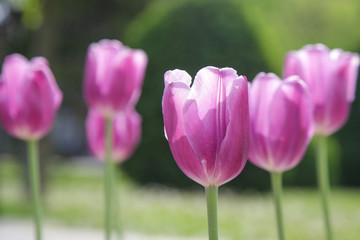 
Beautiful pink tullips in the park