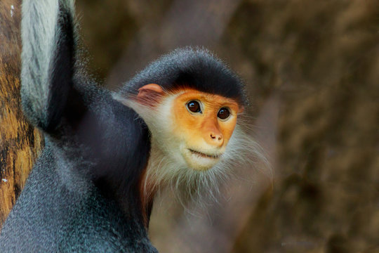 Portrait of the red-shanked douc langur