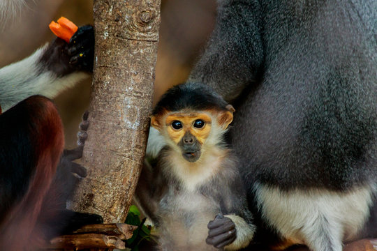 Portrait of the young red-shanked douc langur